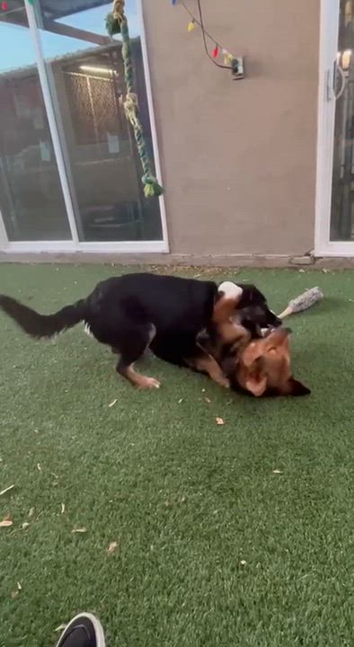 Enlarge Eli, an adopted Australian Shepherd in Phoenix, AZ video 6/6