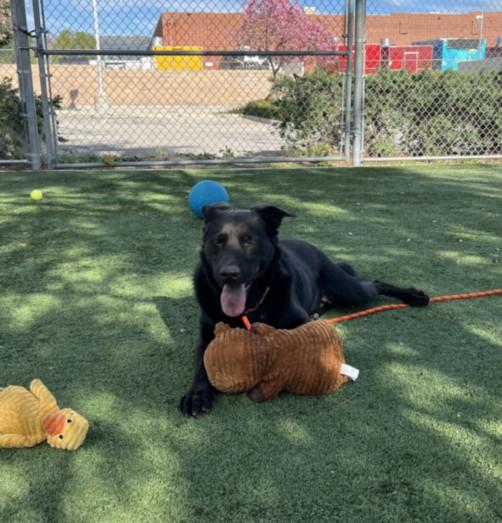 LUCAS, Adoptable, Adult Male Labrador Retriever & Mixed Breed.