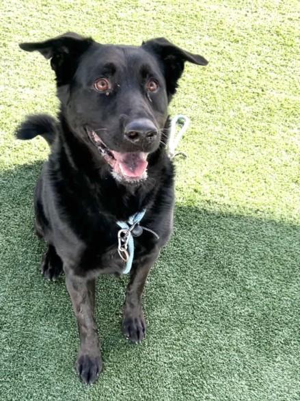 LUCAS, Adoptable, Adult Male Labrador Retriever & Mixed Breed.