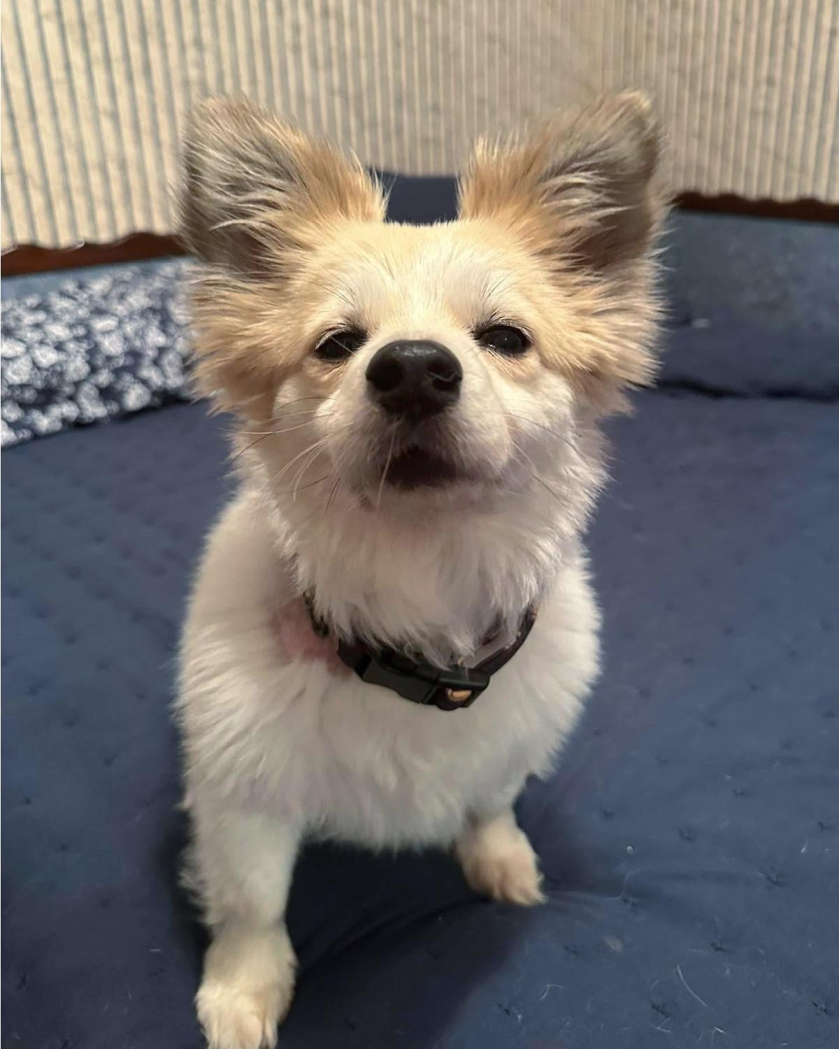 Harvey