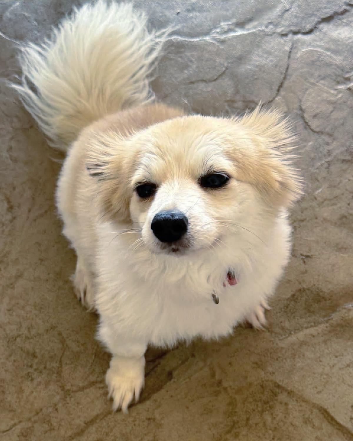 Harvey
