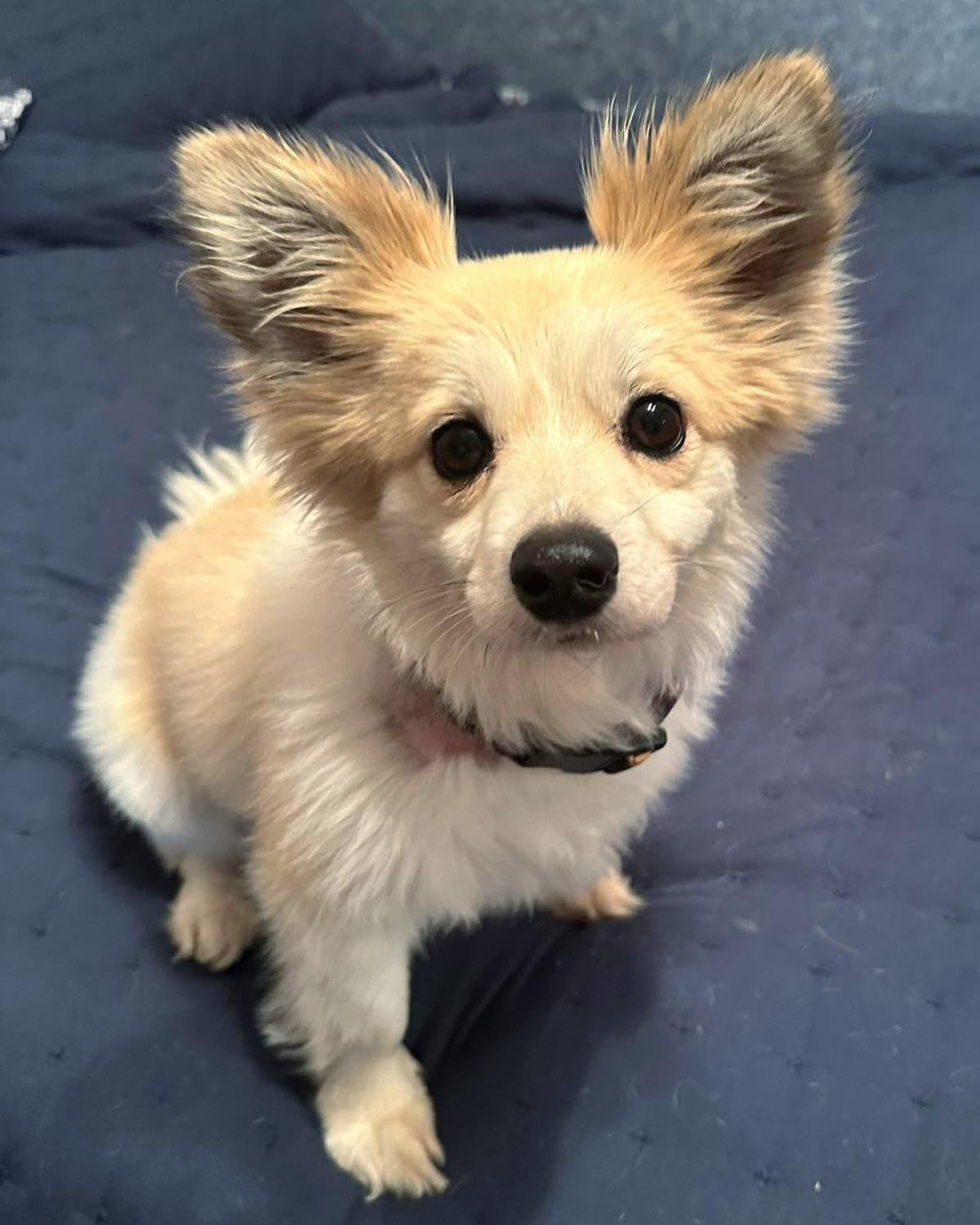 Harvey, Adult Male Corgi