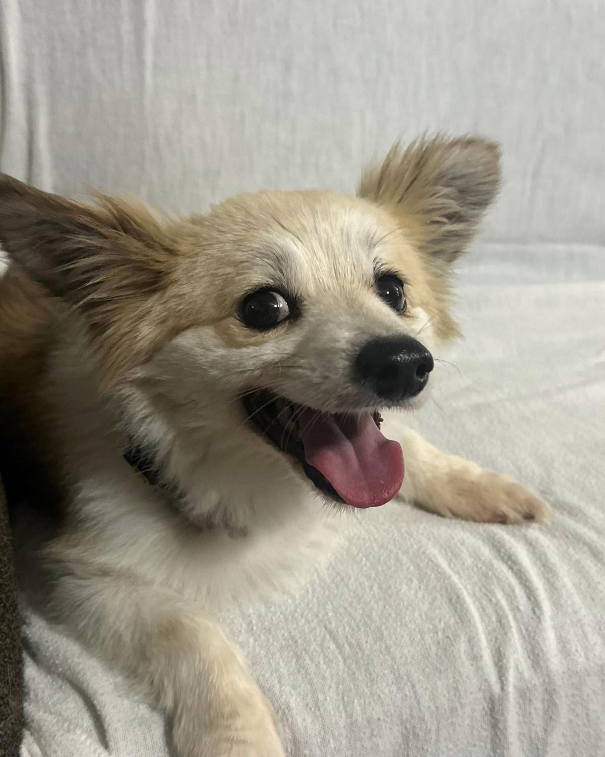 Harvey