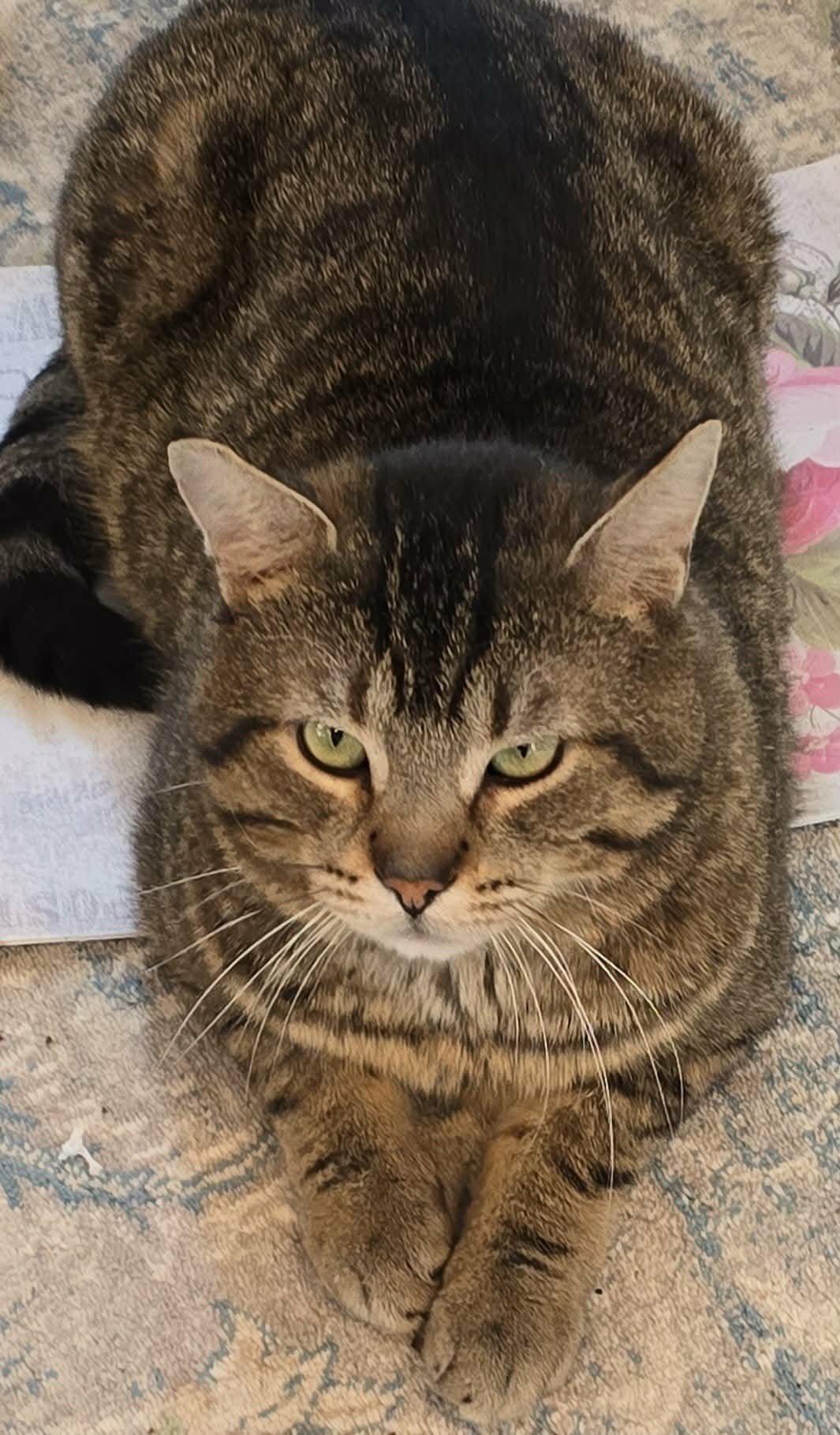 Trevor, a ADOPTABLE Domestic Short Hair in Stevensville, ON image 2/2