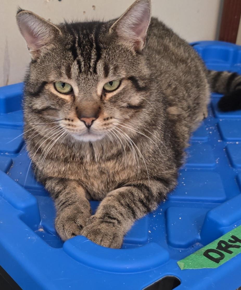 Trevor, ADOPTABLE, Adult Male Domestic Short Hair.