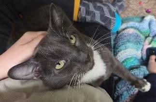 Enlarge Pablo Picatsso, a Adoptable Domestic Short Hair in East Rockaway, NY image 1/6