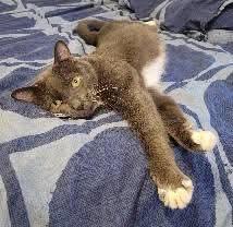 Enlarge Pablo Picatsso, a Adoptable Domestic Short Hair in East Rockaway, NY image 5/6