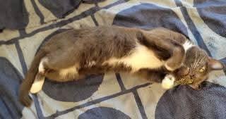 Enlarge Pablo Picatsso, a Adoptable Domestic Short Hair in East Rockaway, NY image 4/6