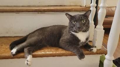 Enlarge Pablo Picatsso, a Adoptable Domestic Short Hair in East Rockaway, NY image 6/6