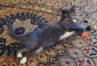 Enlarge Pablo Picatsso, a Adoptable Domestic Short Hair in East Rockaway, NY image 2/6