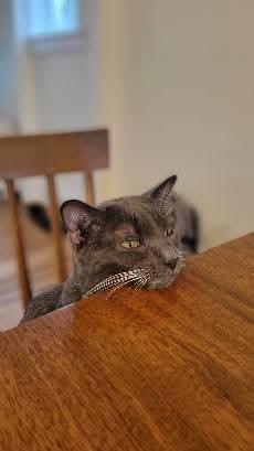 Enlarge Pablo Picatsso, a Adoptable Domestic Short Hair in East Rockaway, NY image 3/6