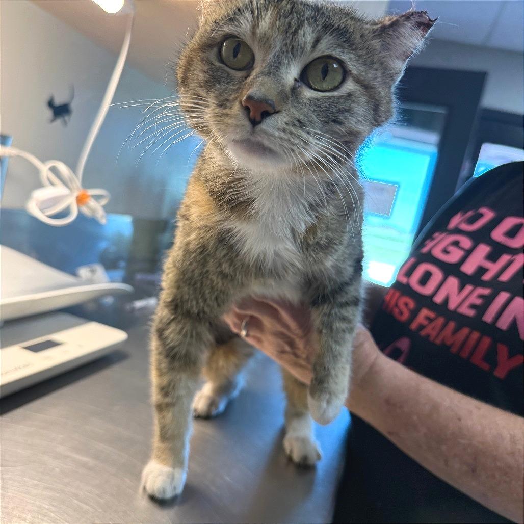 Darla, Adoptable, Young Female Domestic Short Hair.