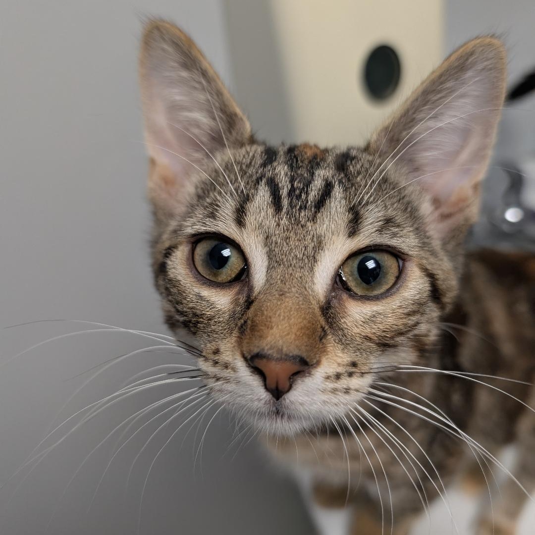Enlarge Nicole, an adopted Torbie in Reisterstown, MD image 5/5