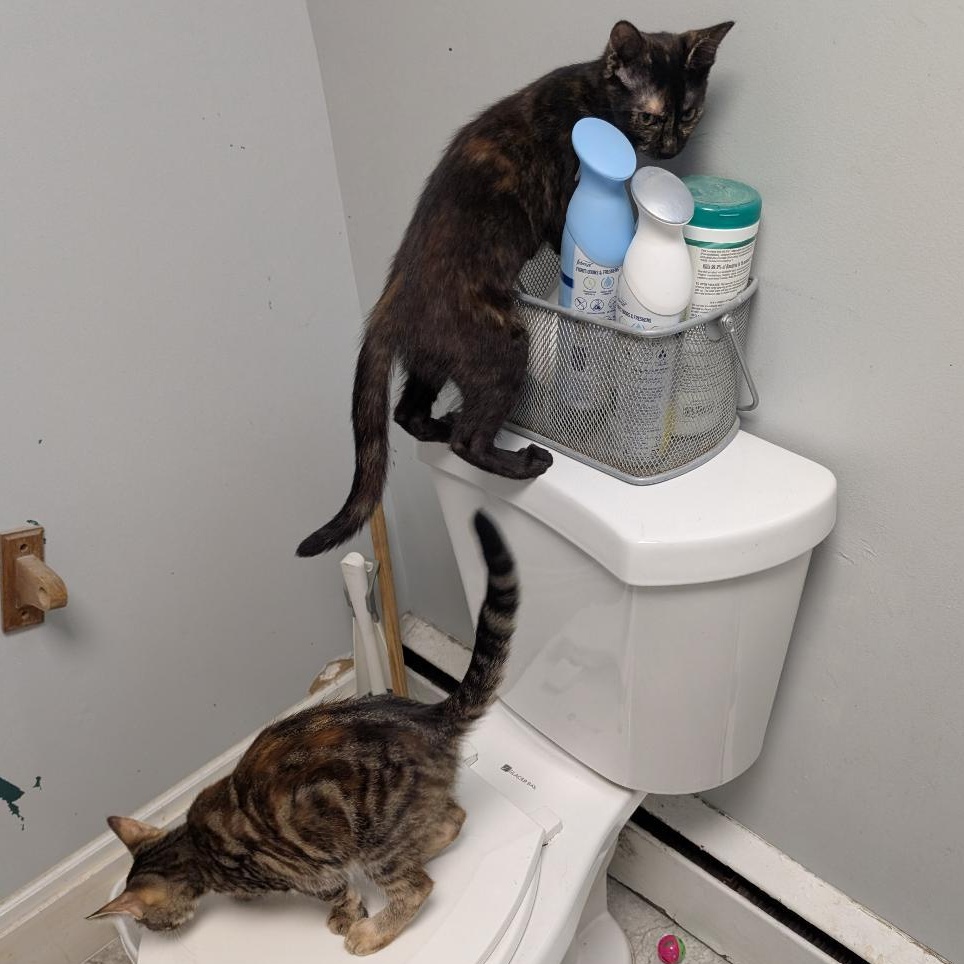 Enlarge Nicole, an adopted Torbie in Reisterstown, MD image 4/5