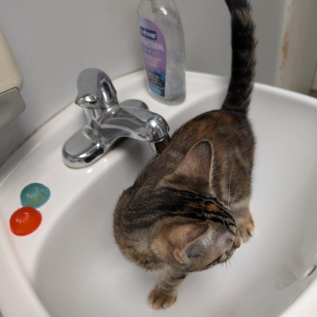 Enlarge Nicole, an adopted Torbie in Reisterstown, MD image 3/5