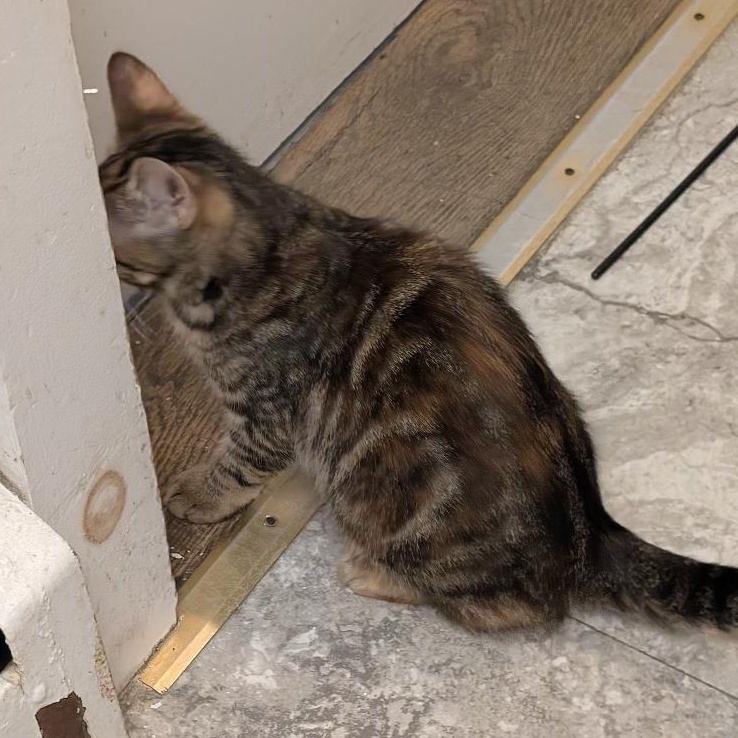 Enlarge Nicole, an adopted Torbie in Reisterstown, MD image 2/5