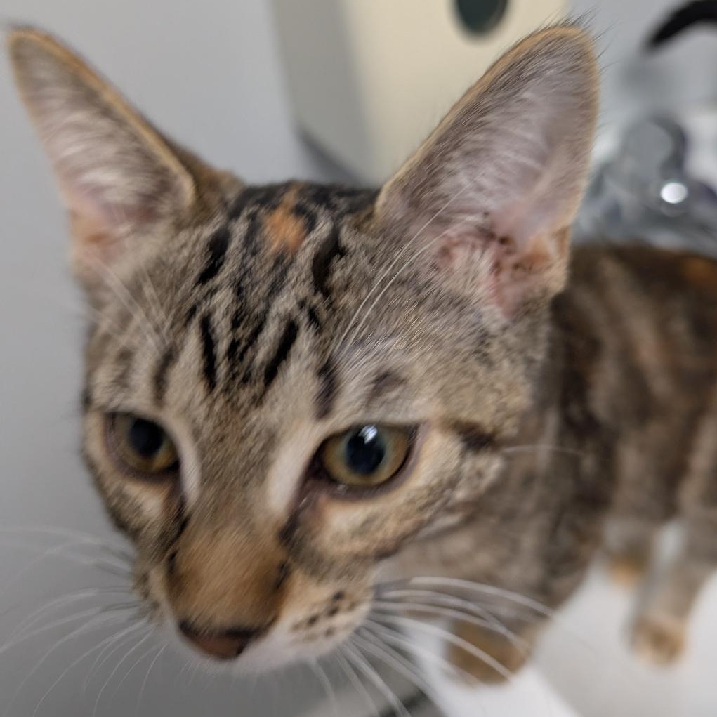 Nicole, adopted, Kitten Female Torbie.