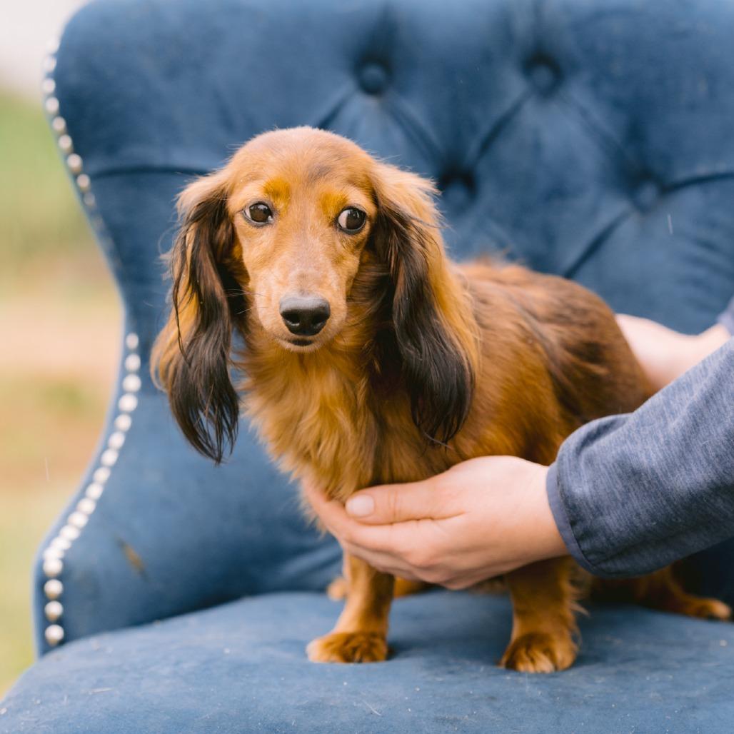 Maddy Mae, Adoptable, Adult Female Dachshund (Miniature Long Haired).