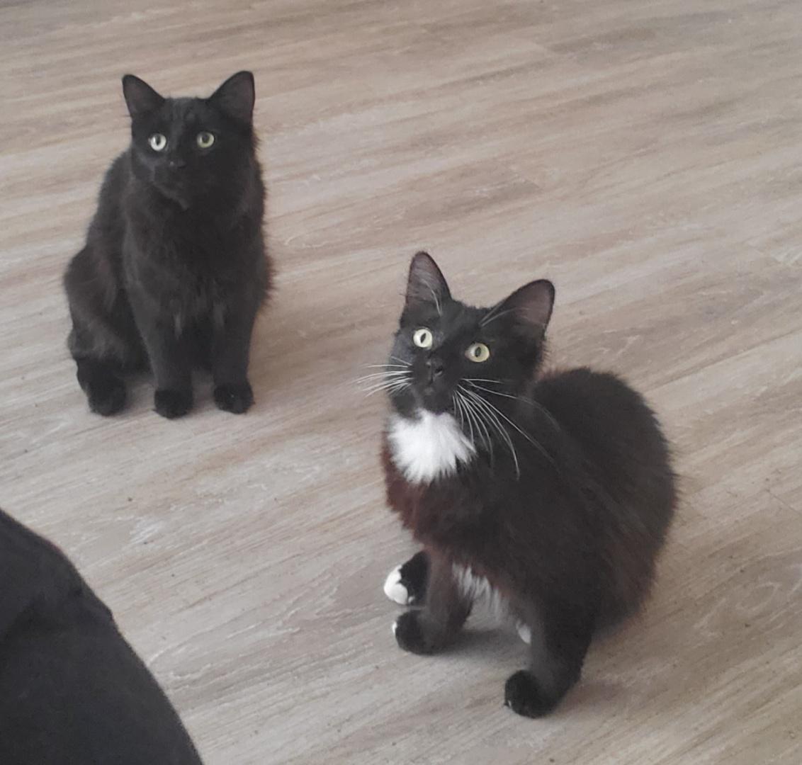 Raspberry & Rufus, Adoptable, Adult Female American Shorthair & Domestic Long Hair.