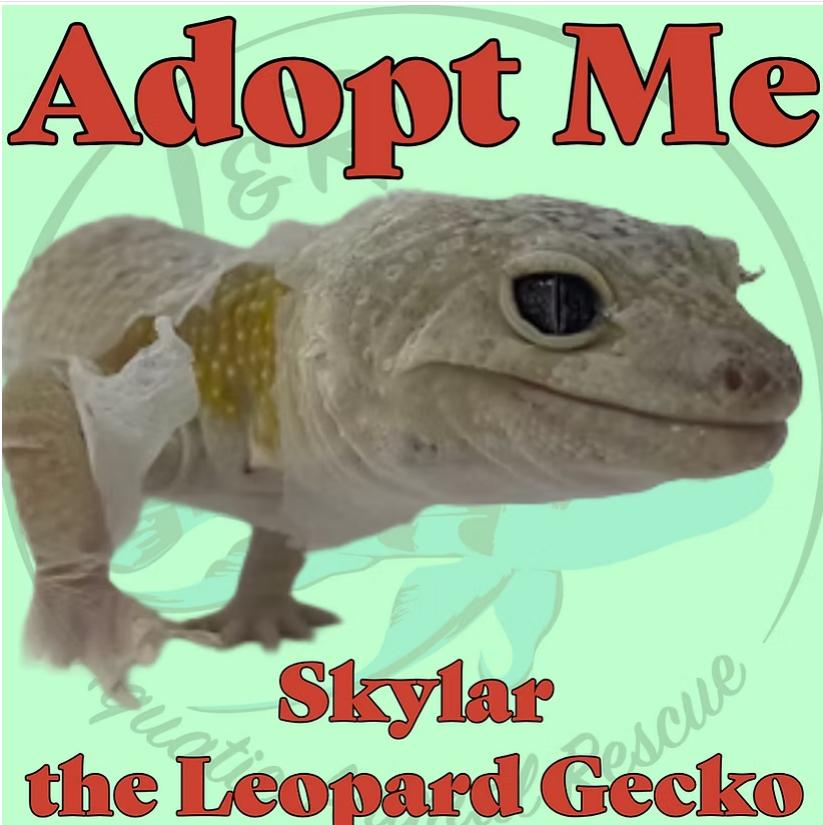 Enlarge Skylar the Leopard Gecko, a Adoptable Gecko in Neenah, WI image 1/1