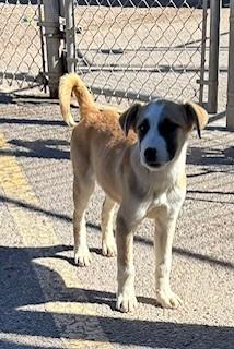 Cider, ADOPTABLE, Puppy Female Shepherd & Husky.