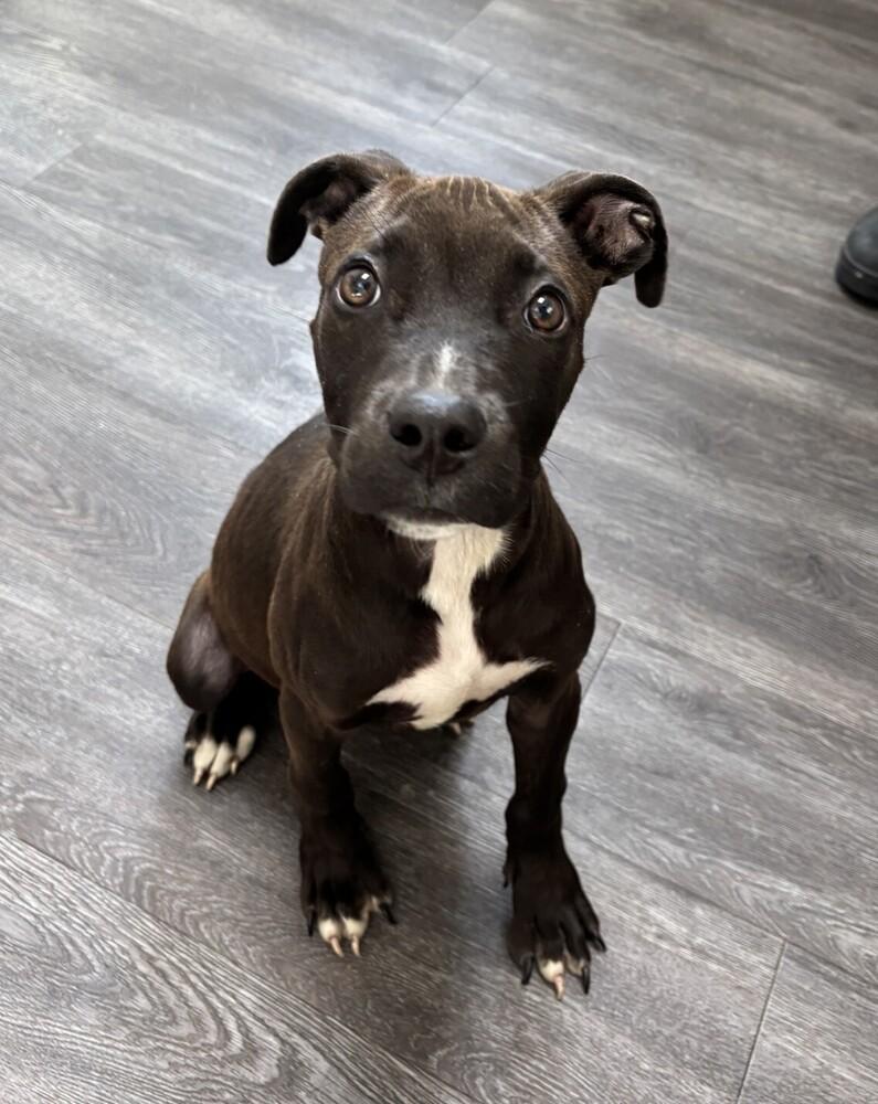 Park-R, Adoptable, Puppy Male Mixed Breed.