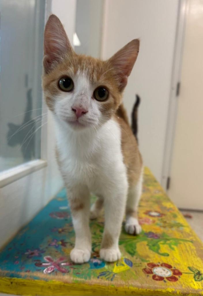 Pumpkin Spice, Adoptable, Kitten Female Domestic Short Hair.