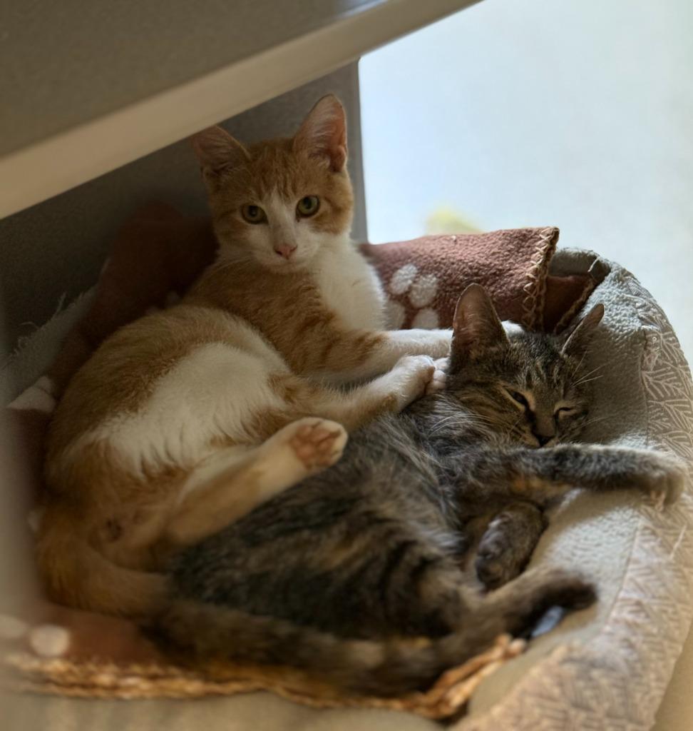 Enlarge Pumpkin Spice, a Adoptable mixed breed in Viroqua, WI image 2/3