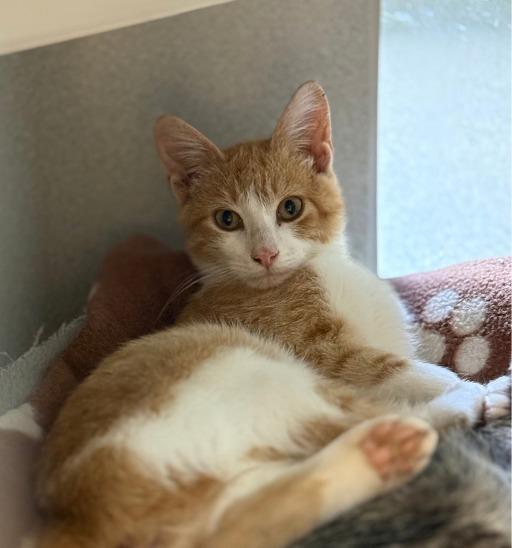 Enlarge Pumpkin Spice, a Adoptable mixed breed in Viroqua, WI image 3/3