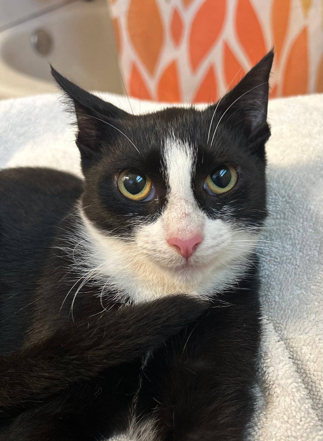 Enlarge Pez, a Adoptable Domestic Short Hair in Sayreville, NJ image 1/1