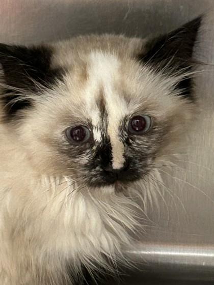 Sashimi, a ADOPTABLE mixed breed in Hamilton, MT image 1/3