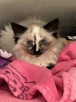 Sashimi, a ADOPTABLE mixed breed in Hamilton, MT image 2/3