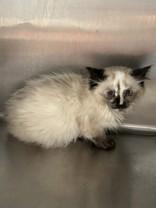 Sashimi, a ADOPTABLE mixed breed in Hamilton, MT image 3/3