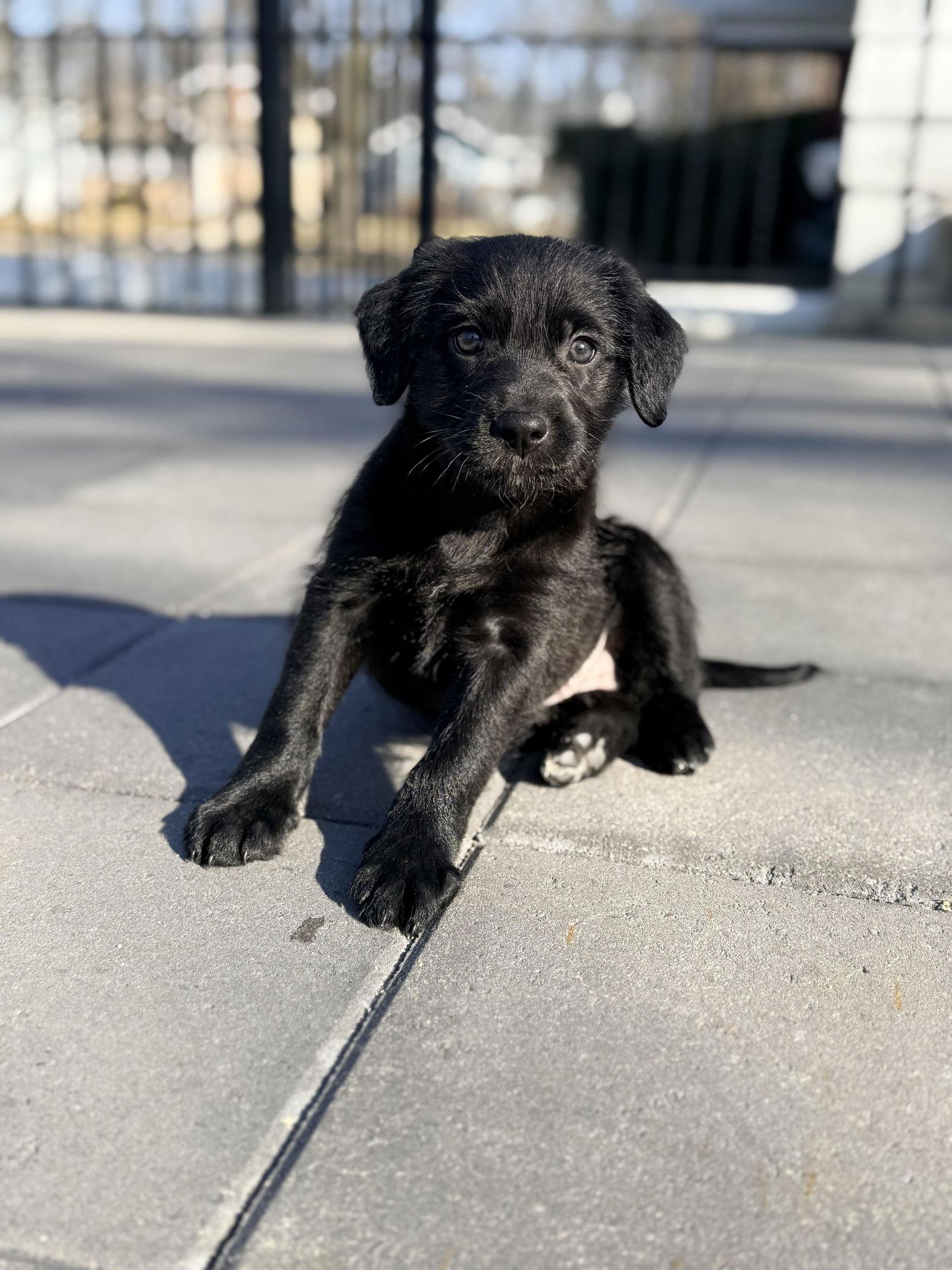 Enlarge Ellie, a Adopted mixed breed in Wheaton, IL image 1/1