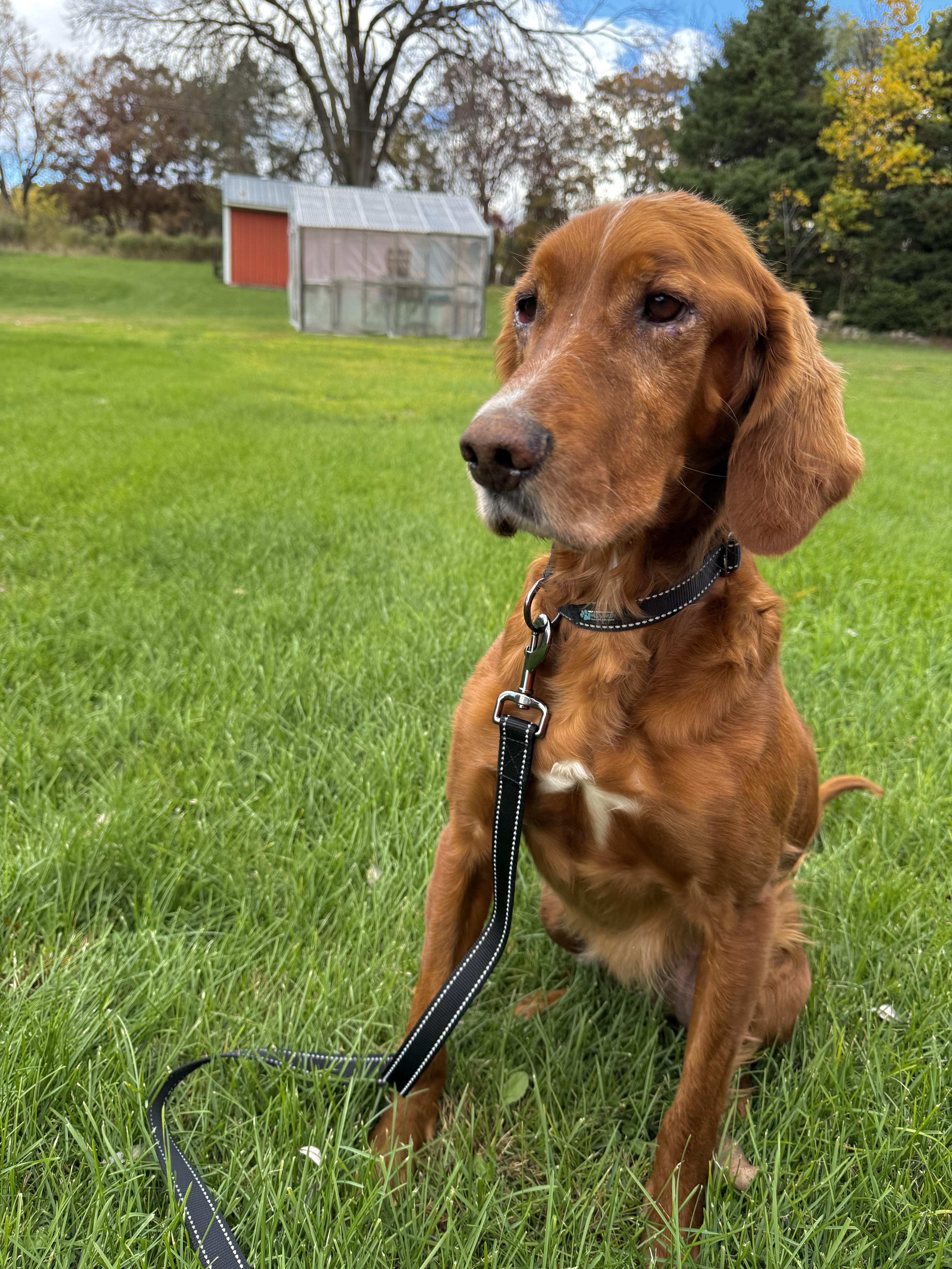 Zebediah  A Devoted thumbnail 5