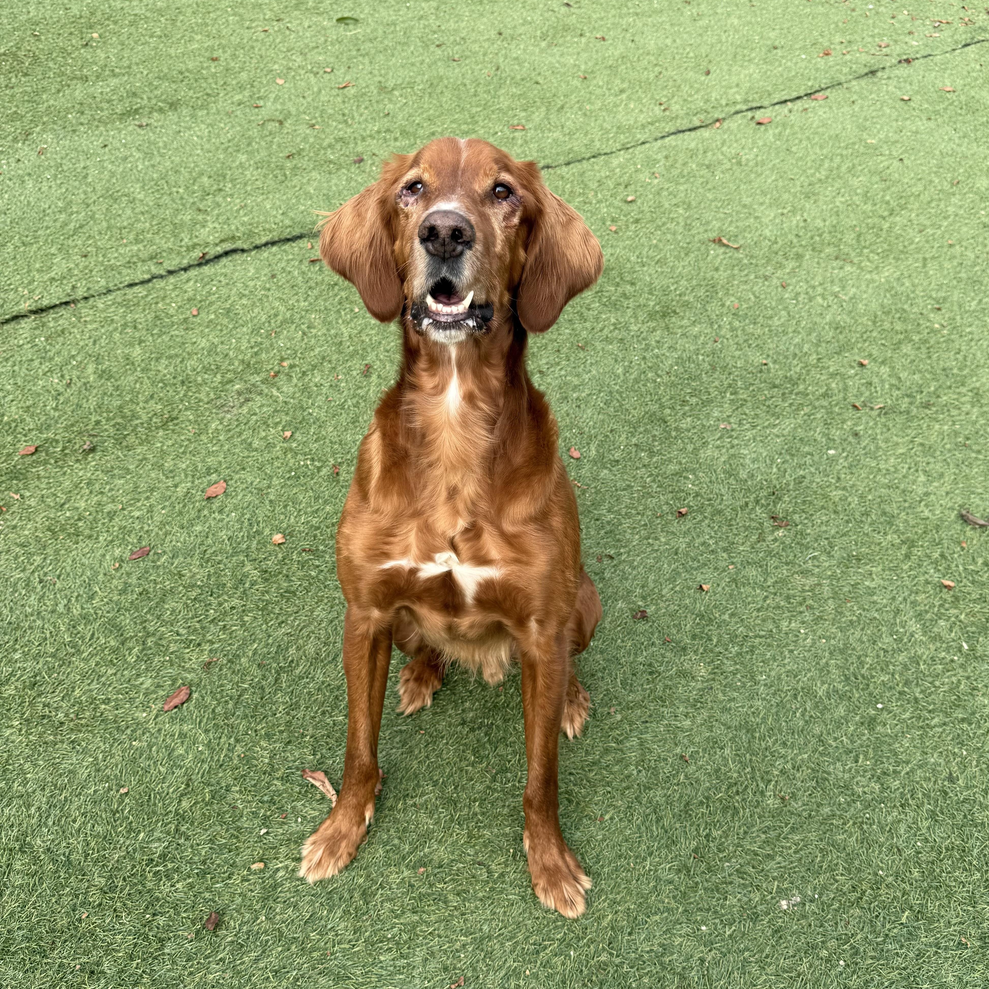 Zebediah  A Devoted thumbnail 2