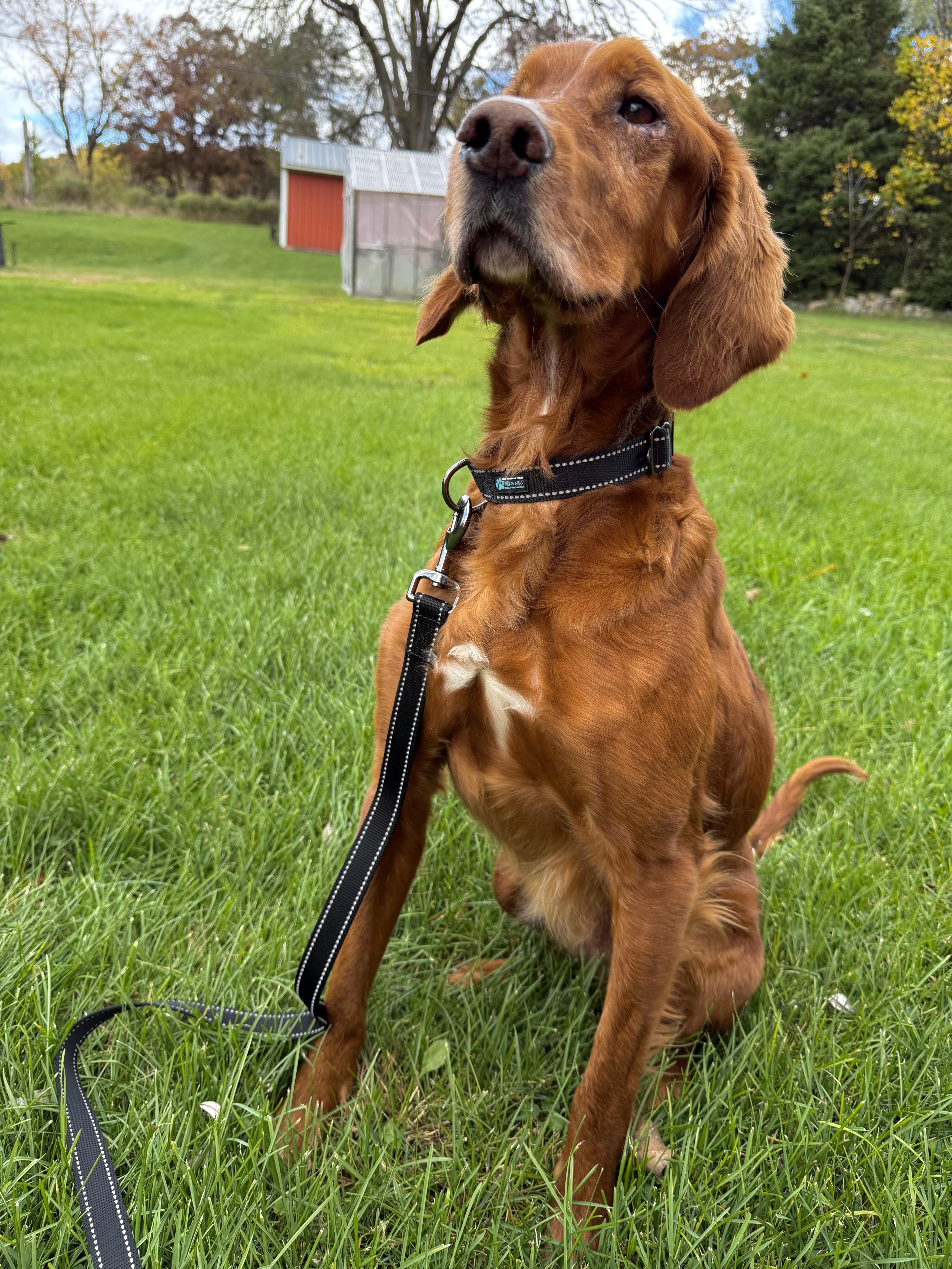 Zebediah  A Devoted thumbnail 4