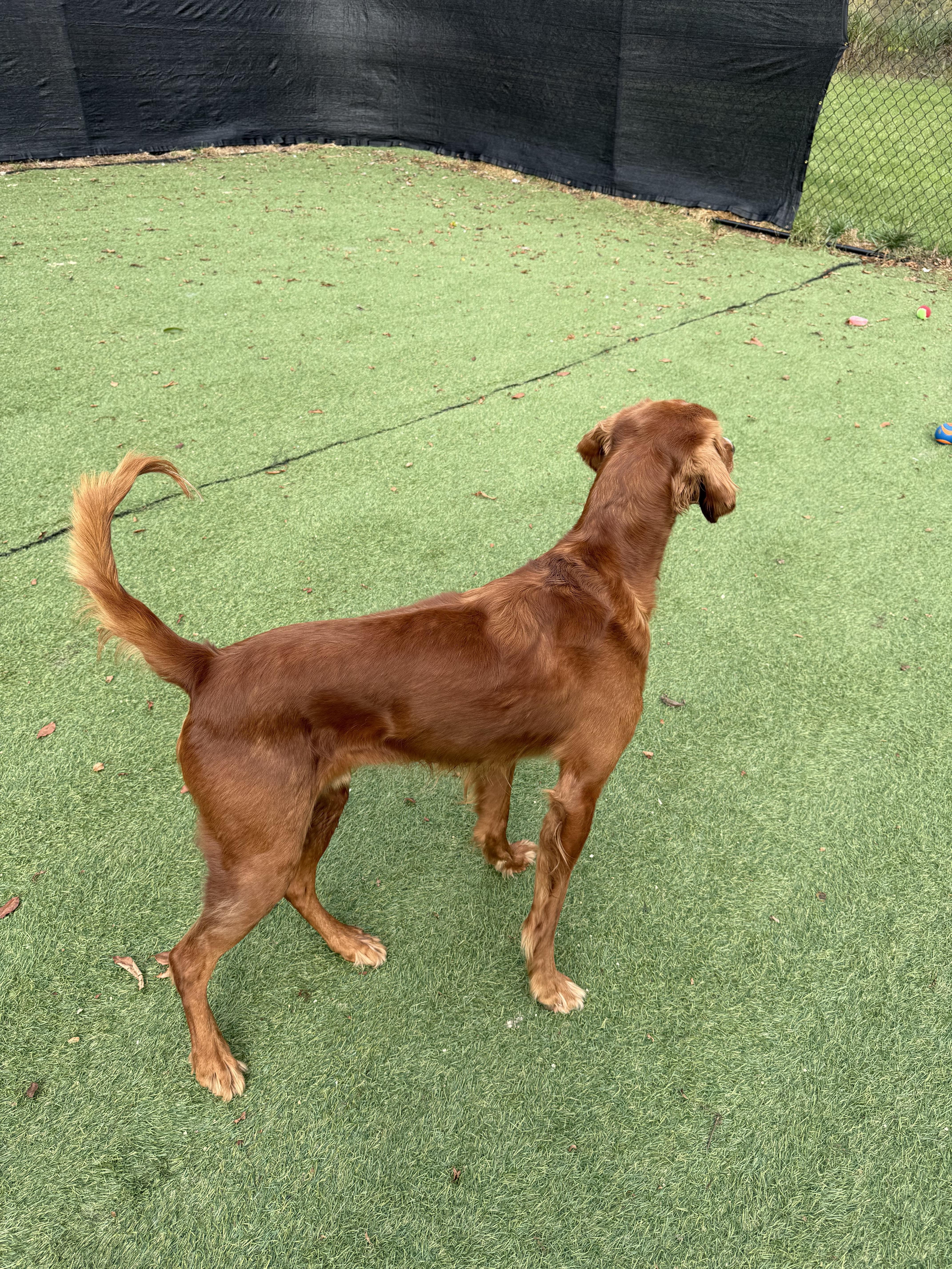 Zebediah  A Devoted thumbnail 3