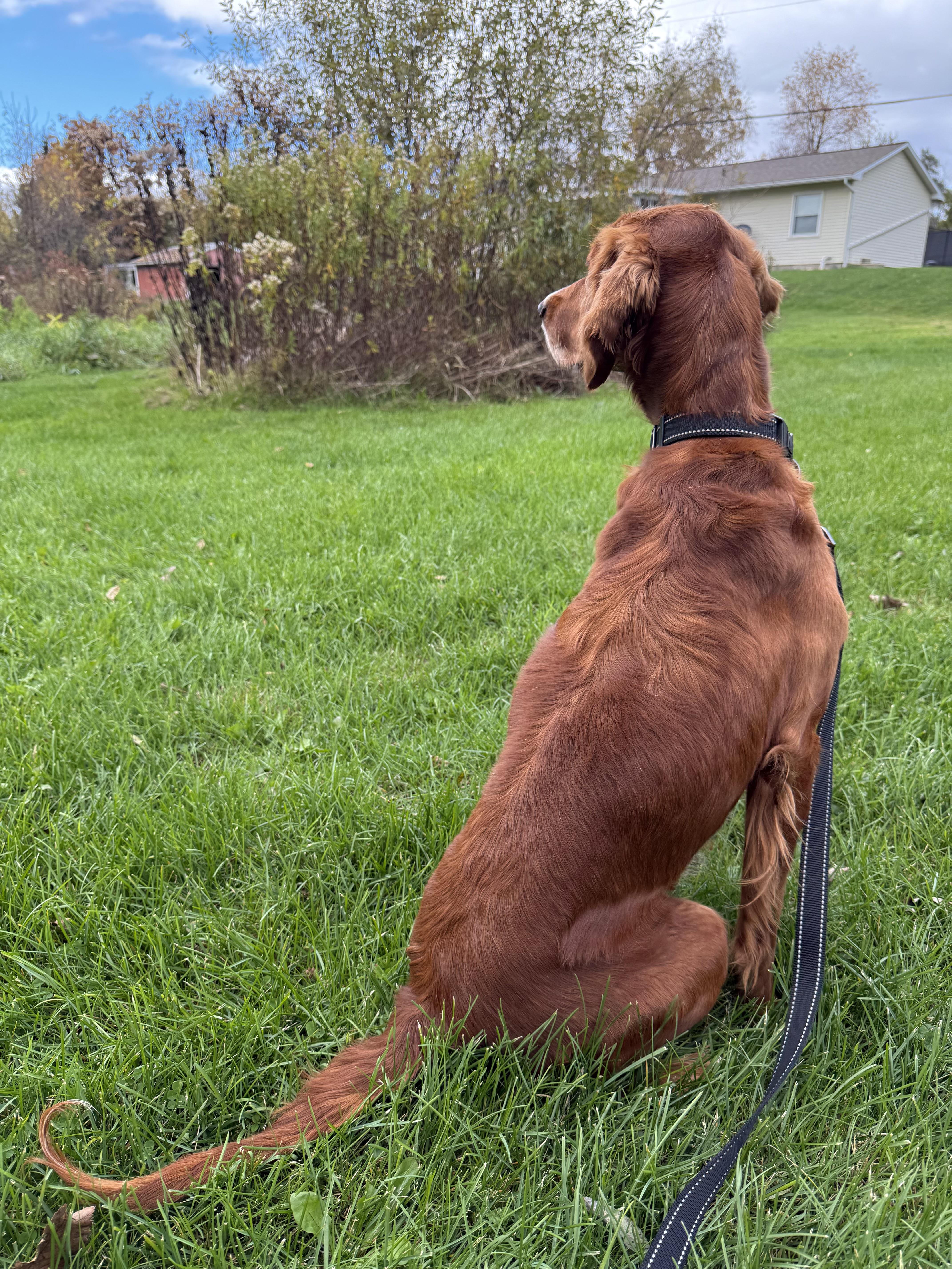 Zebediah  A Devoted thumbnail 6