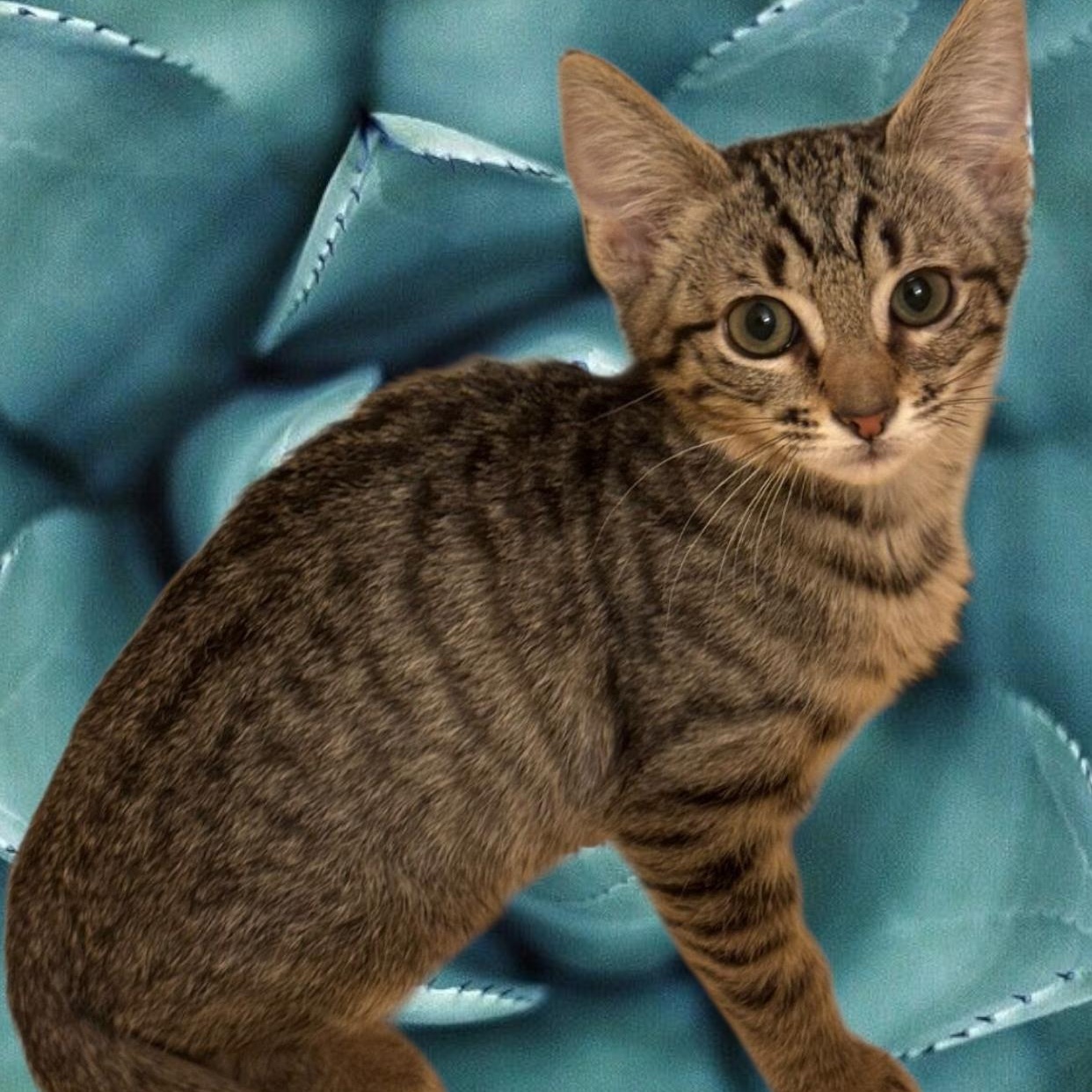 Paige, Baby Female Tabby
