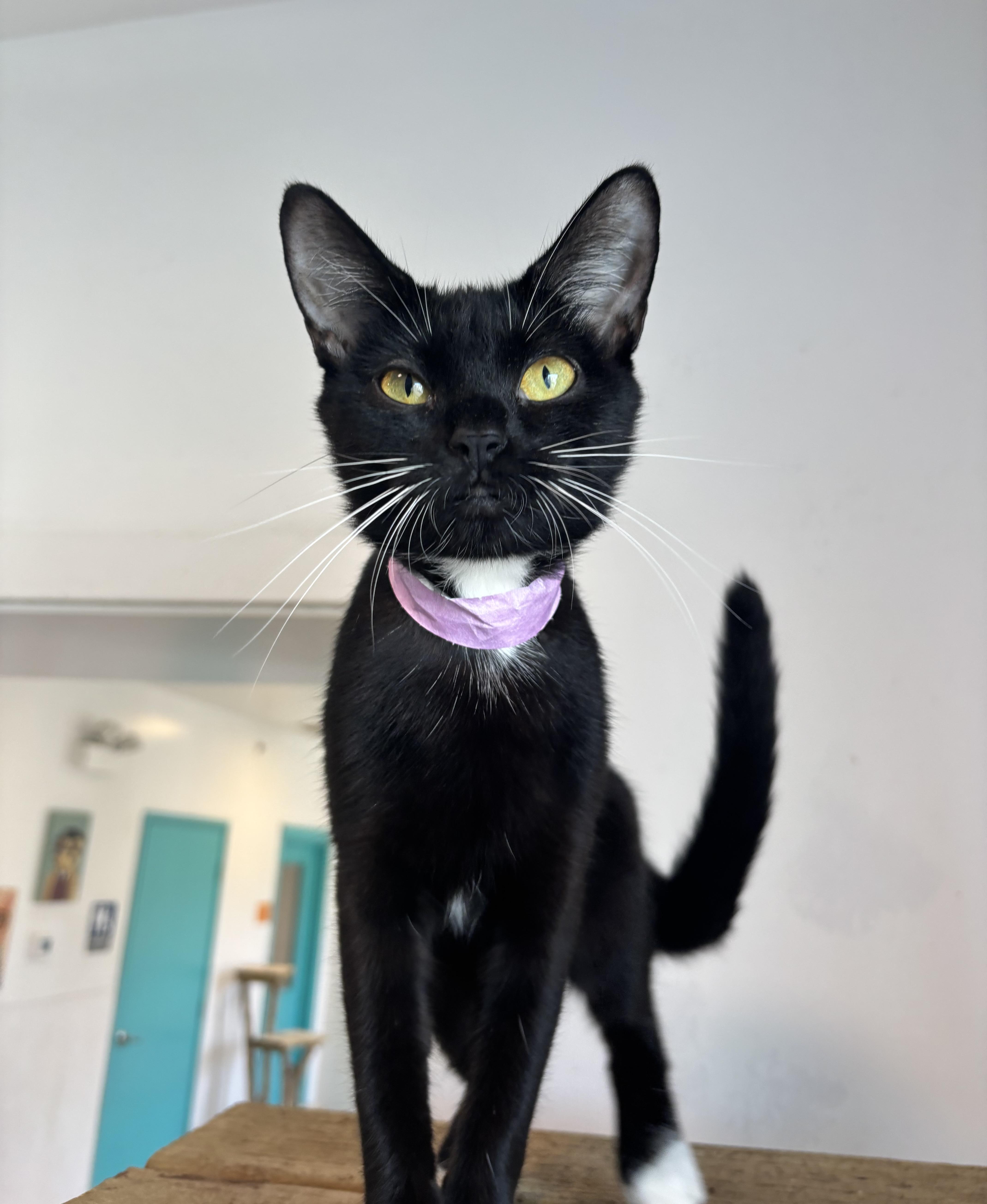 Marge, a Adoptable Domestic Short Hair in Chicago, IL image 1/4
