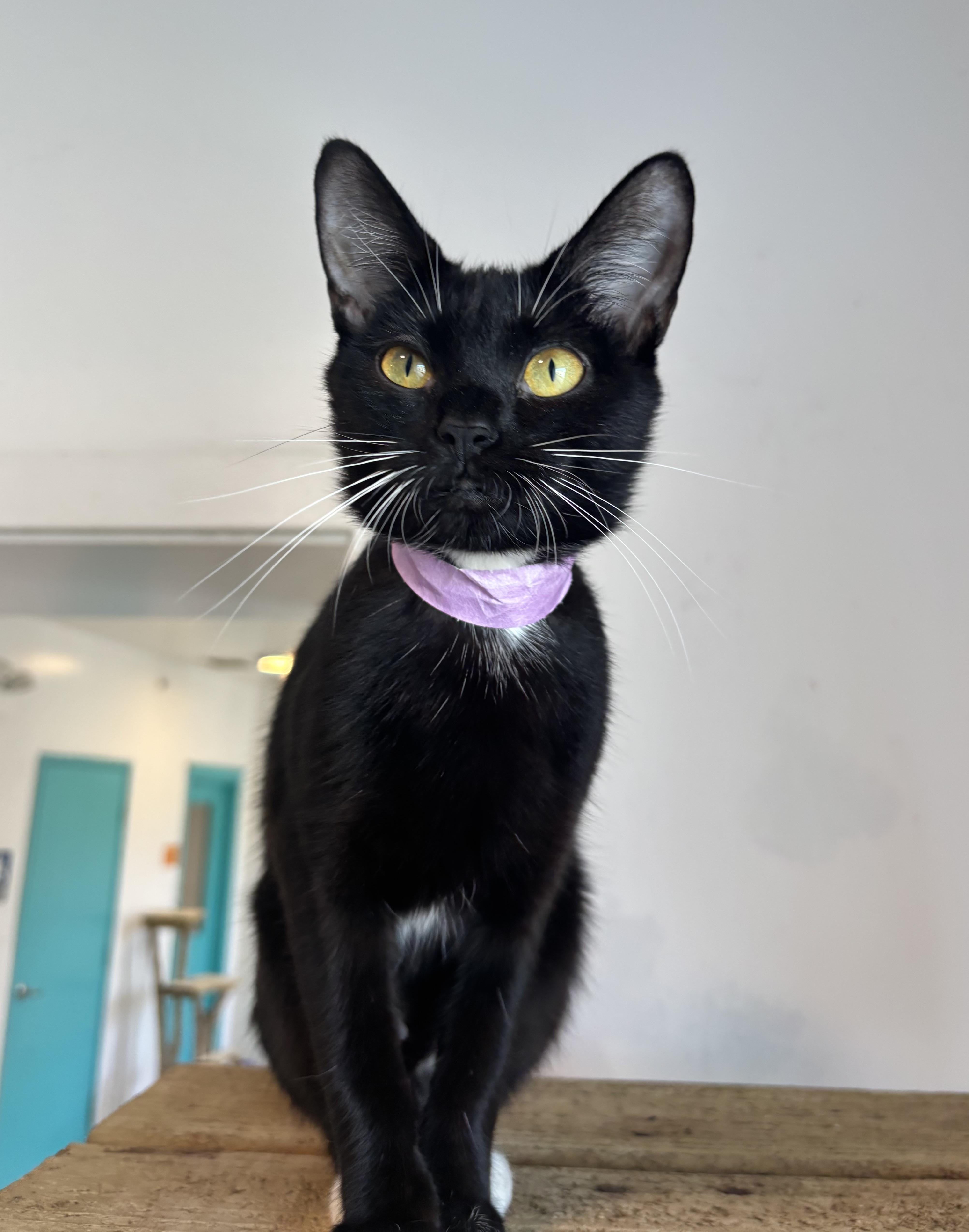 Marge, a Adoptable Domestic Short Hair in Chicago, IL image 2/4