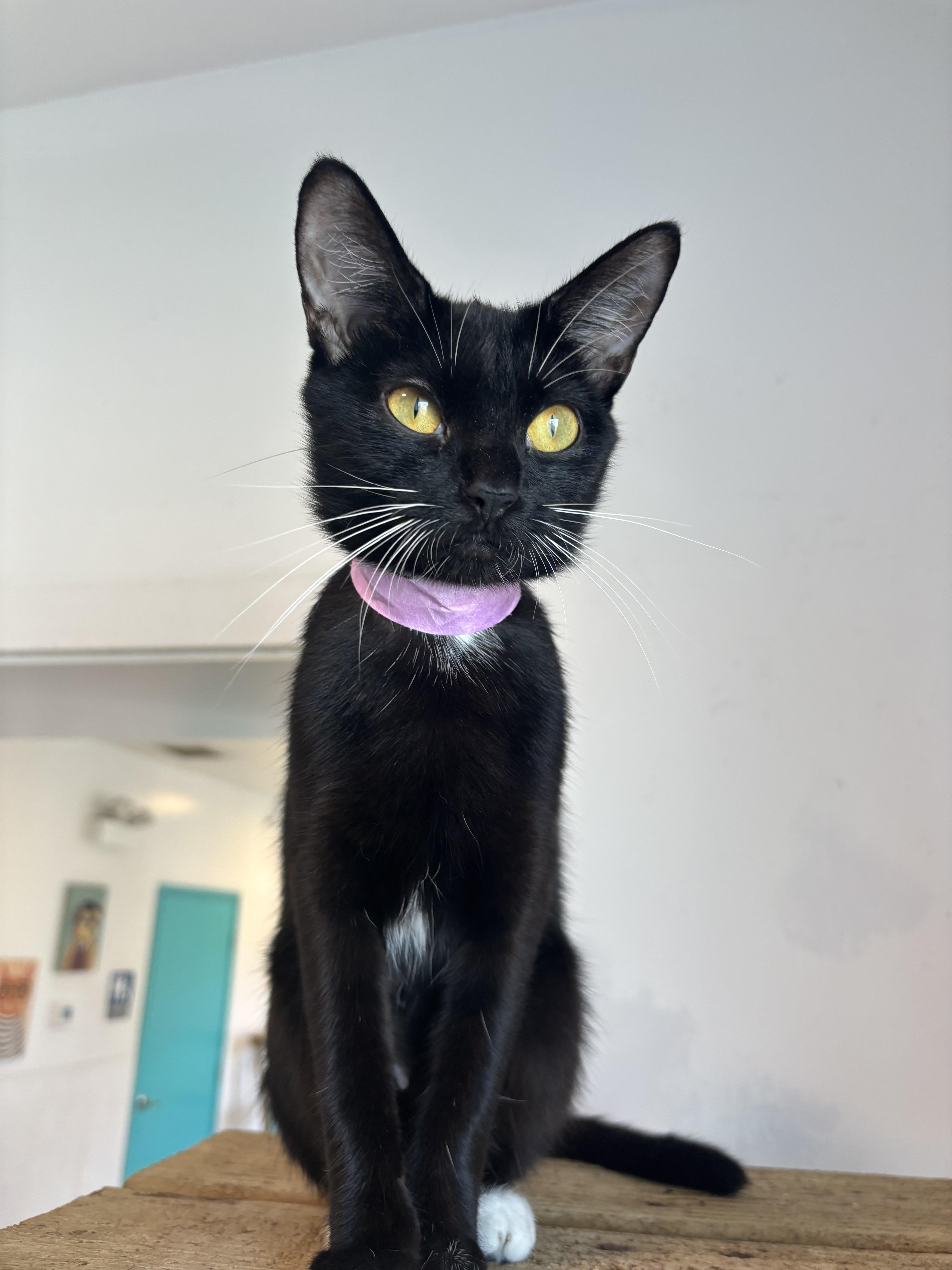 Marge, a Adoptable Domestic Short Hair in Chicago, IL image 3/4