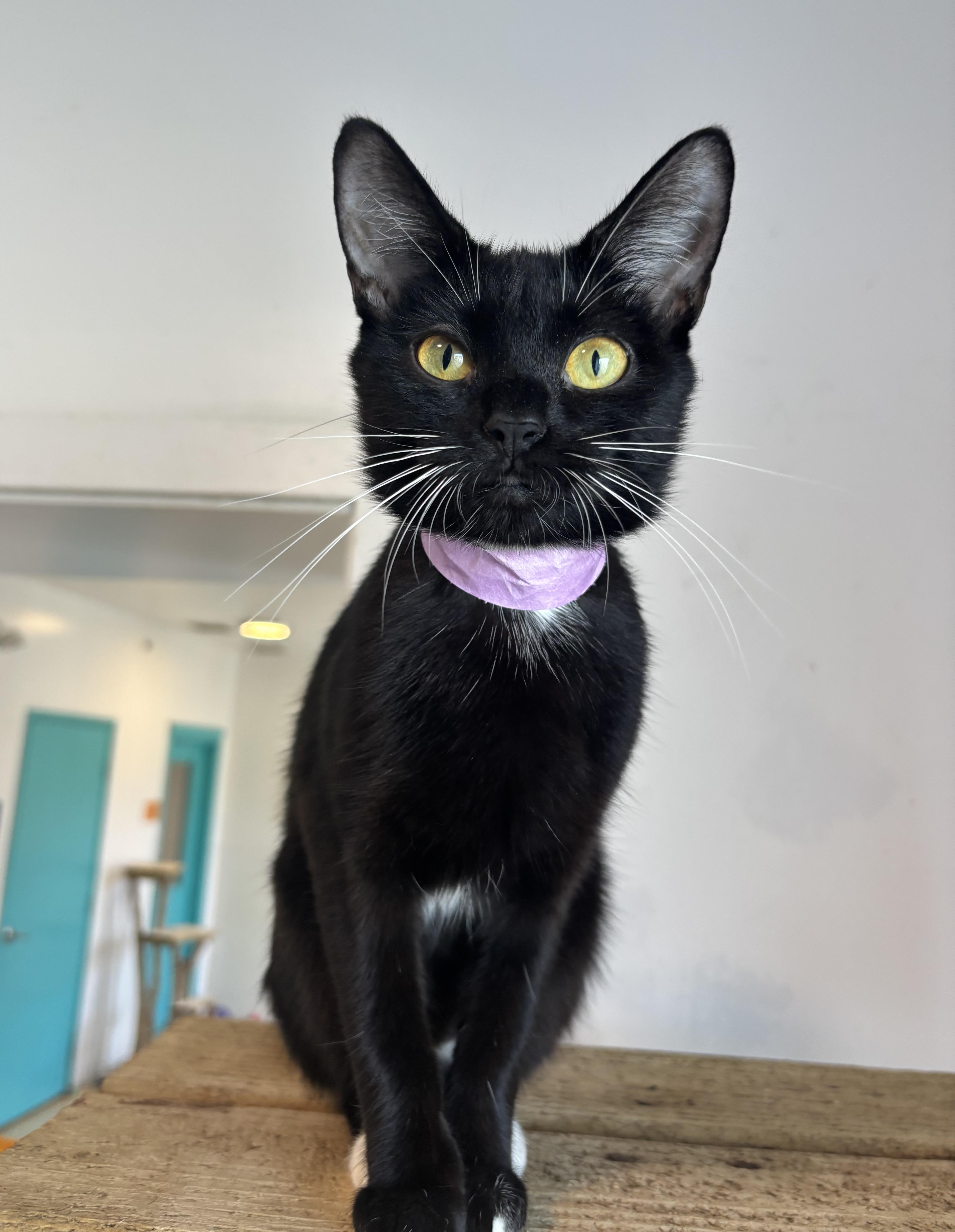 Marge, a Adoptable Domestic Short Hair in Chicago, IL image 4/4
