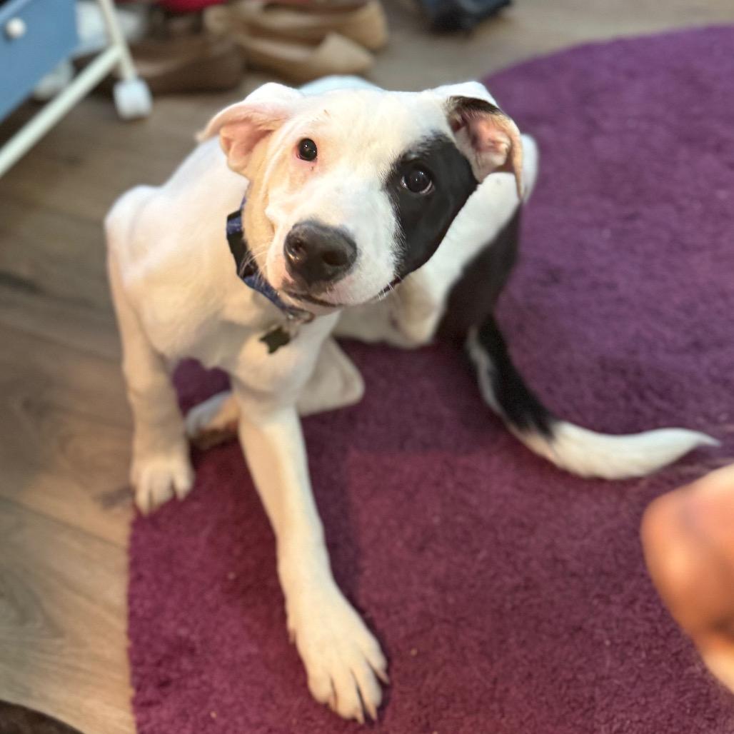 Enlarge Tommy, a Adoptable mixed breed in St. Charles, MO image 1/6