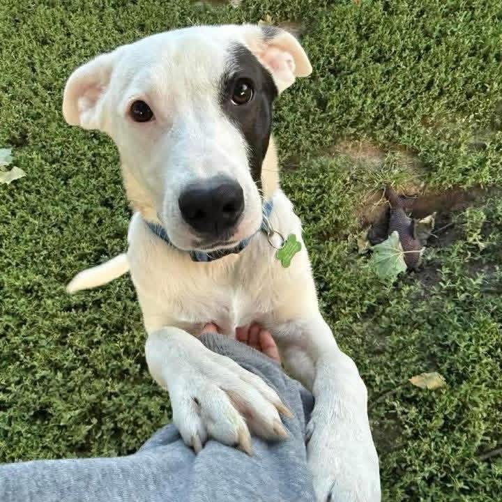 Enlarge Tommy, a Adoptable mixed breed in St. Charles, MO image 2/6