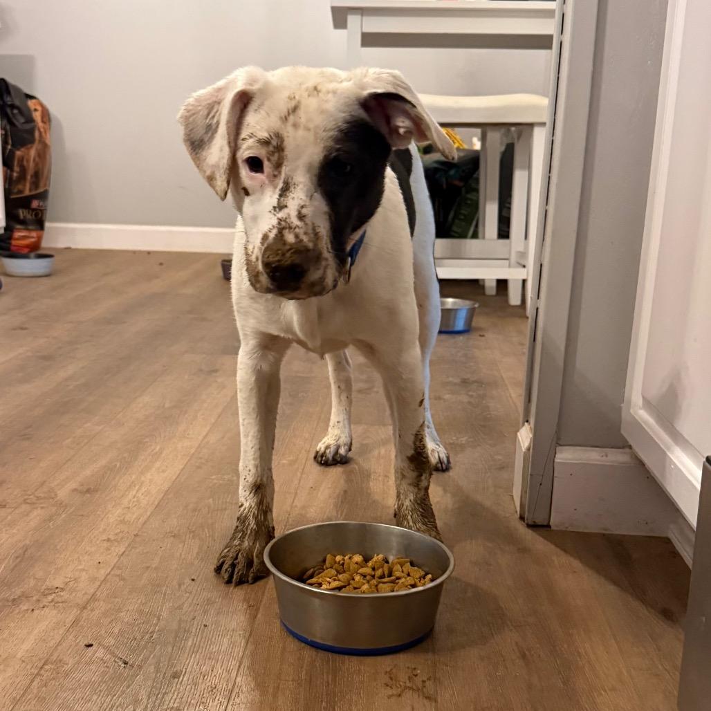 Enlarge Tommy, a Adoptable mixed breed in St. Charles, MO image 3/6