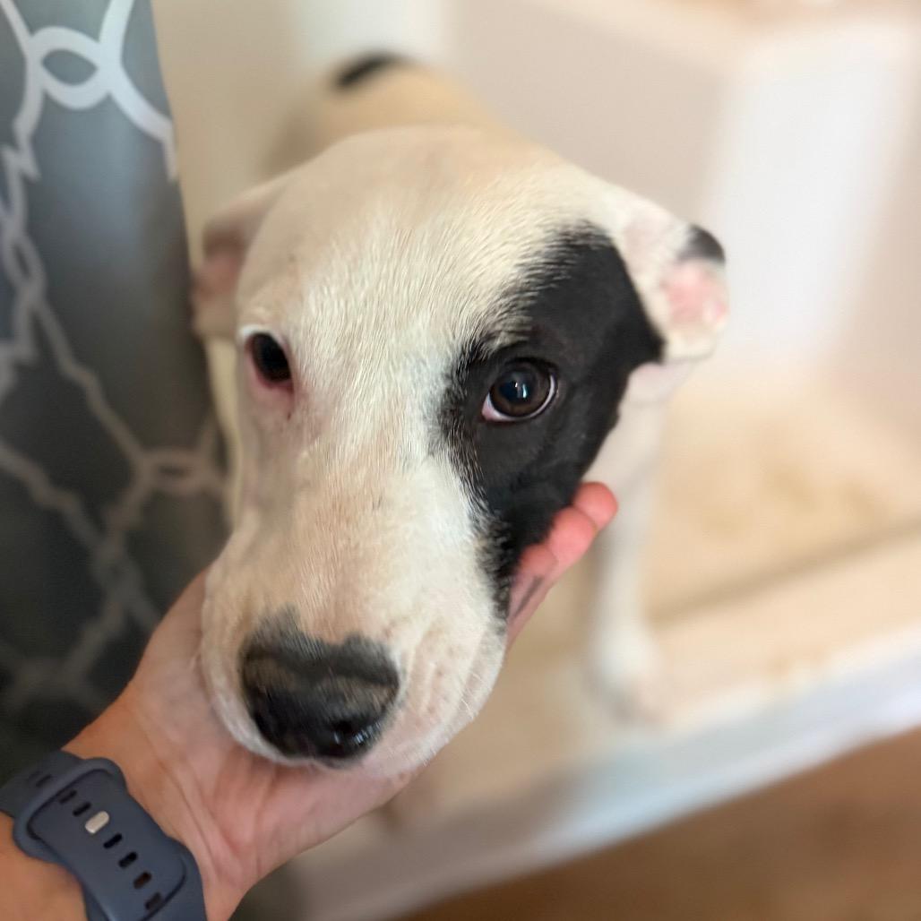 Enlarge Tommy, a Adoptable mixed breed in St. Charles, MO image 4/6