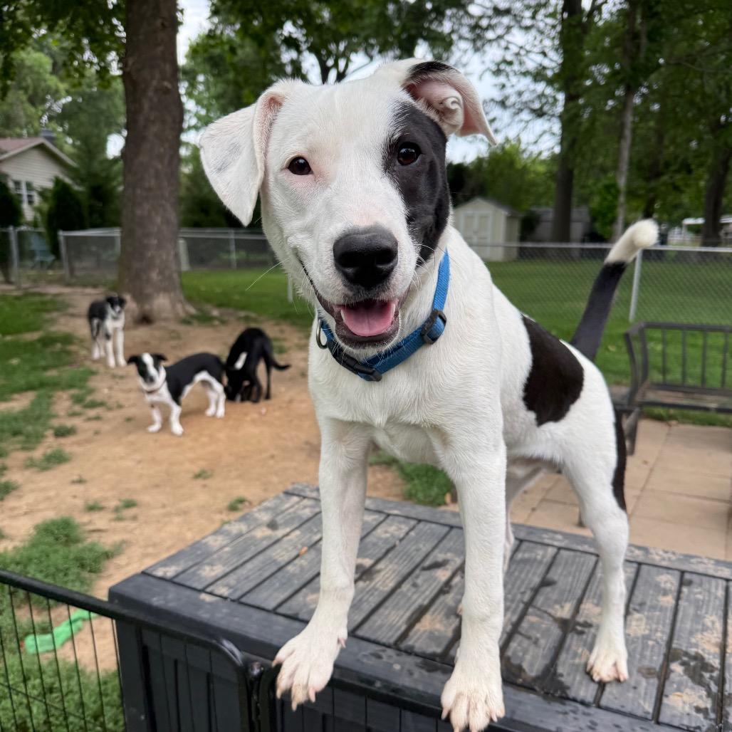 Tommy, a Adoptable mixed breed in St. Charles, MO image 4/6