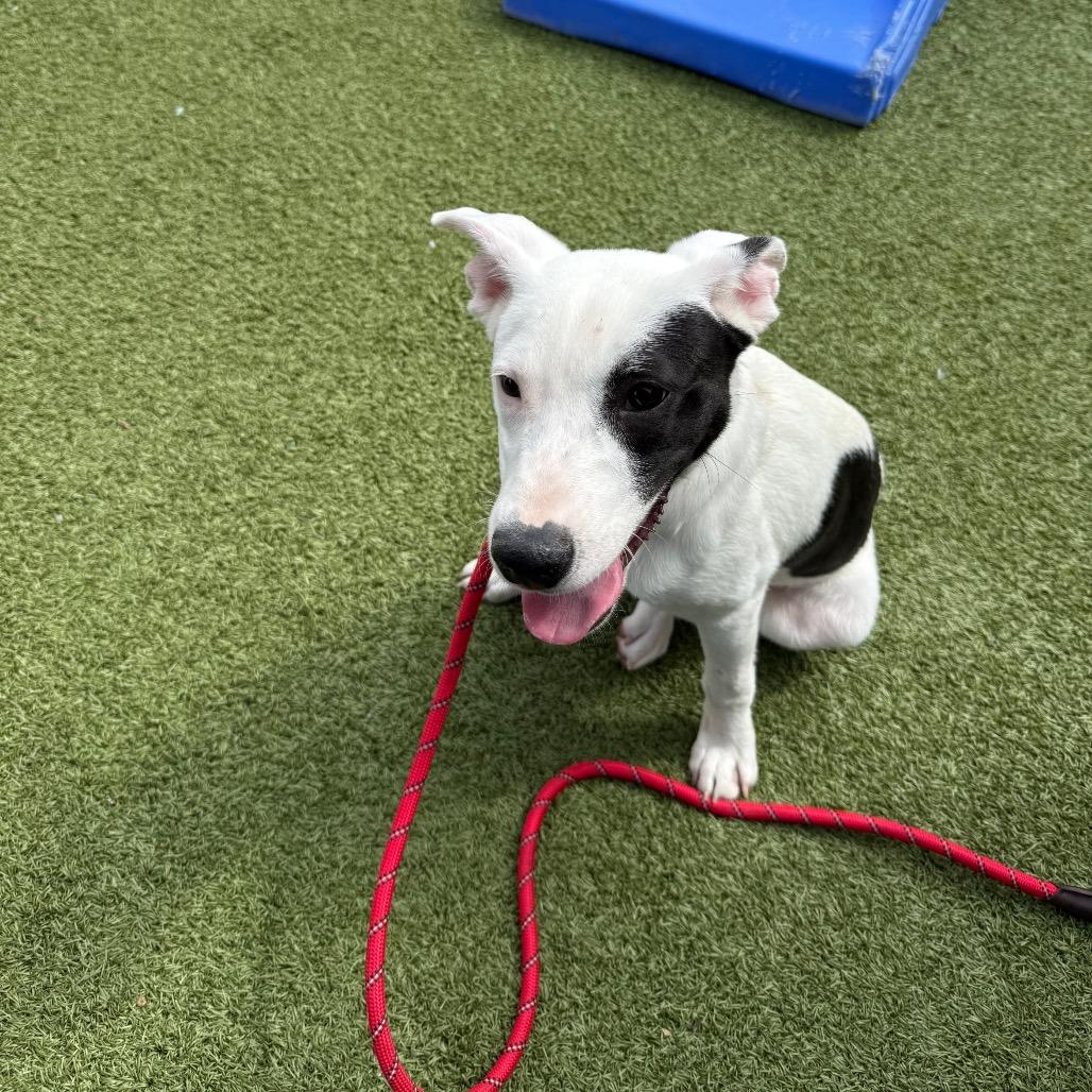 Enlarge Tommy, a Adoptable mixed breed in St. Charles, MO image 1/6